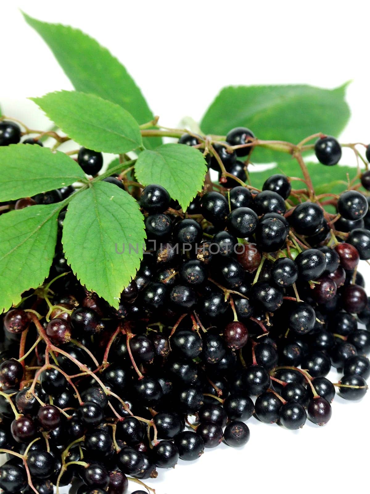 Elder