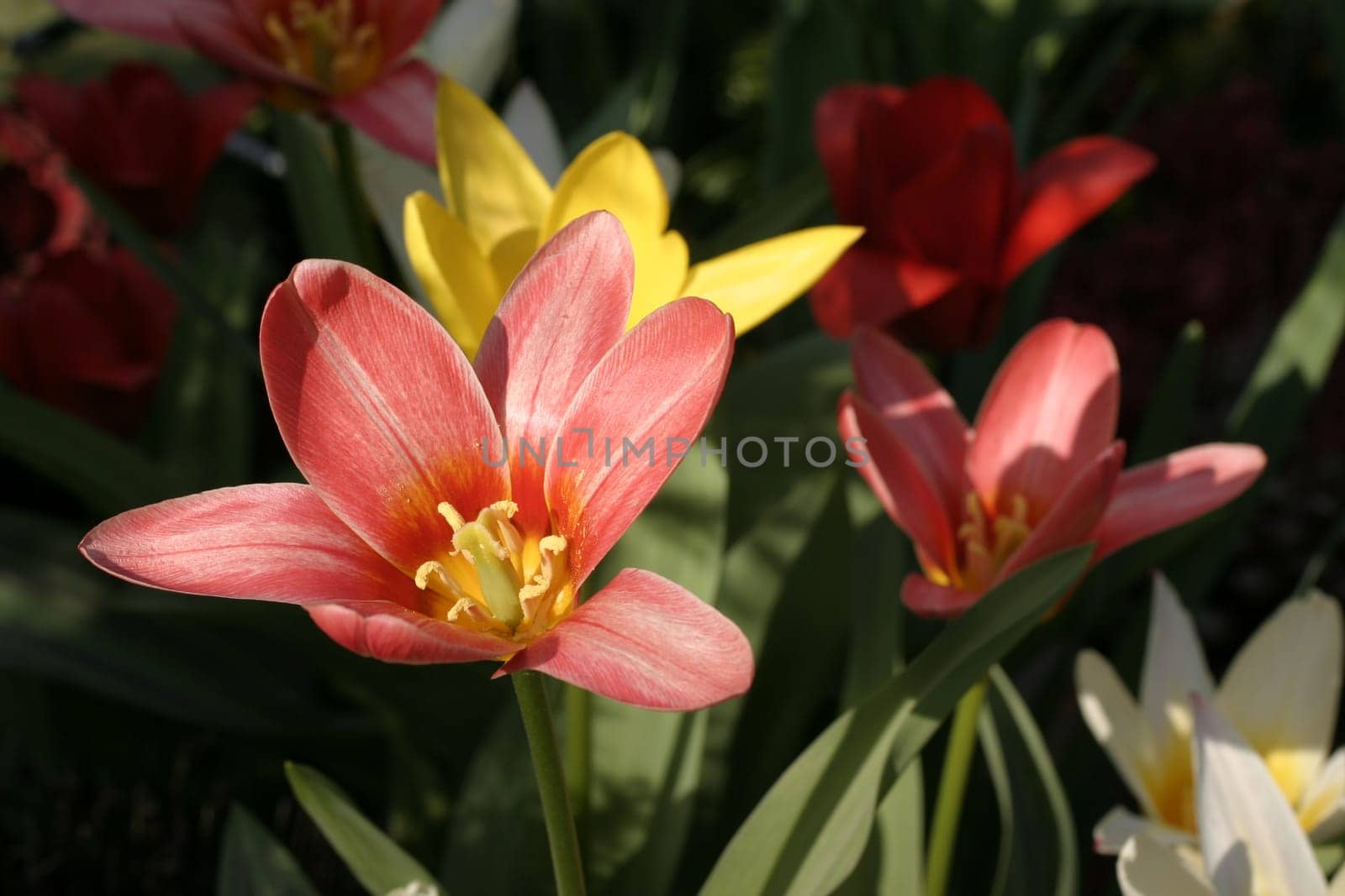 red lily