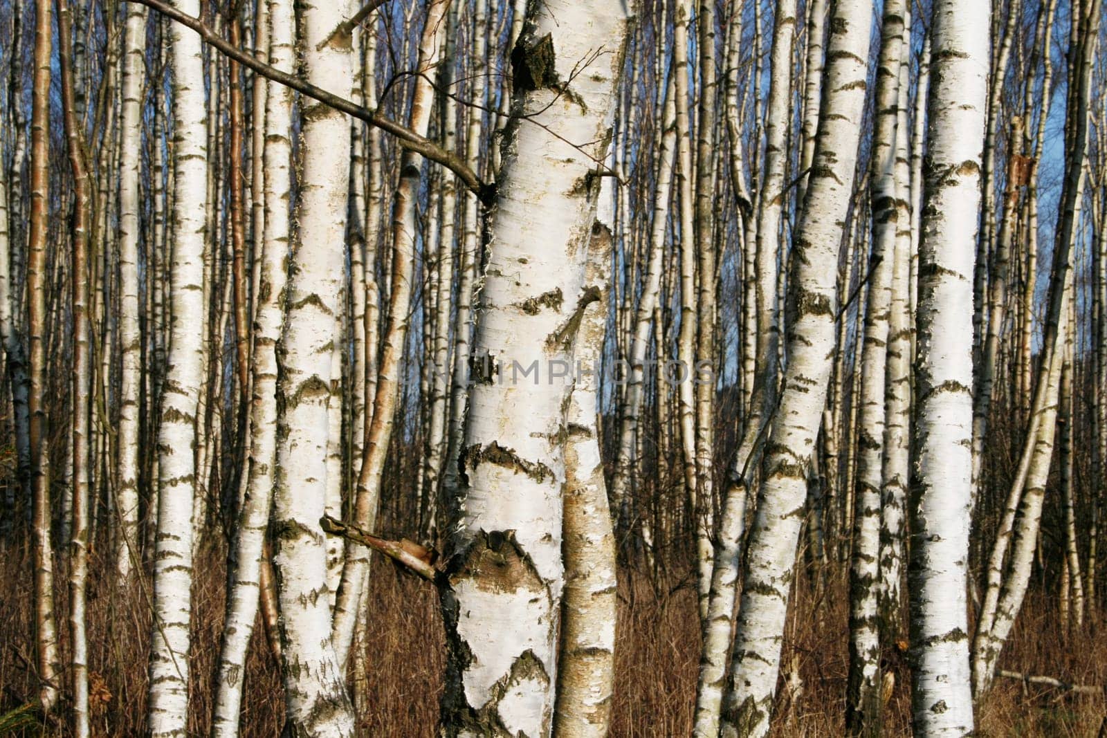 Birch forest