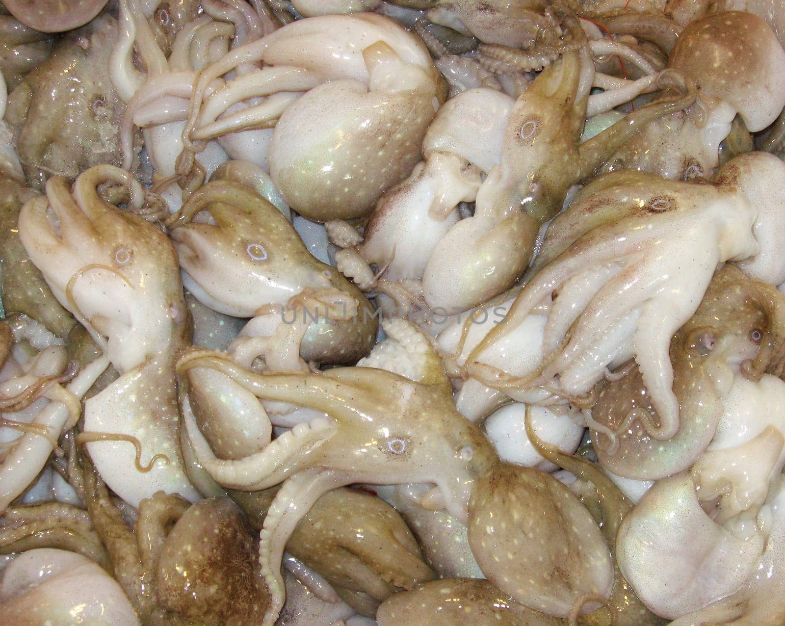Octopus