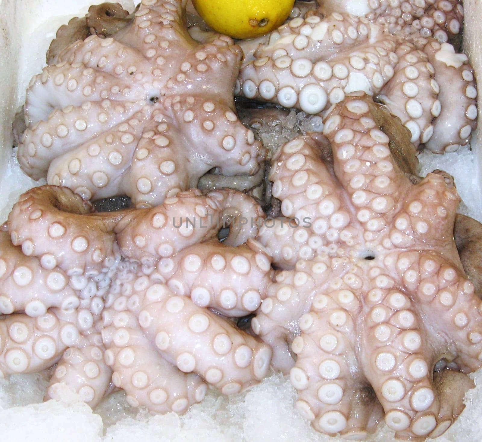 Octopus