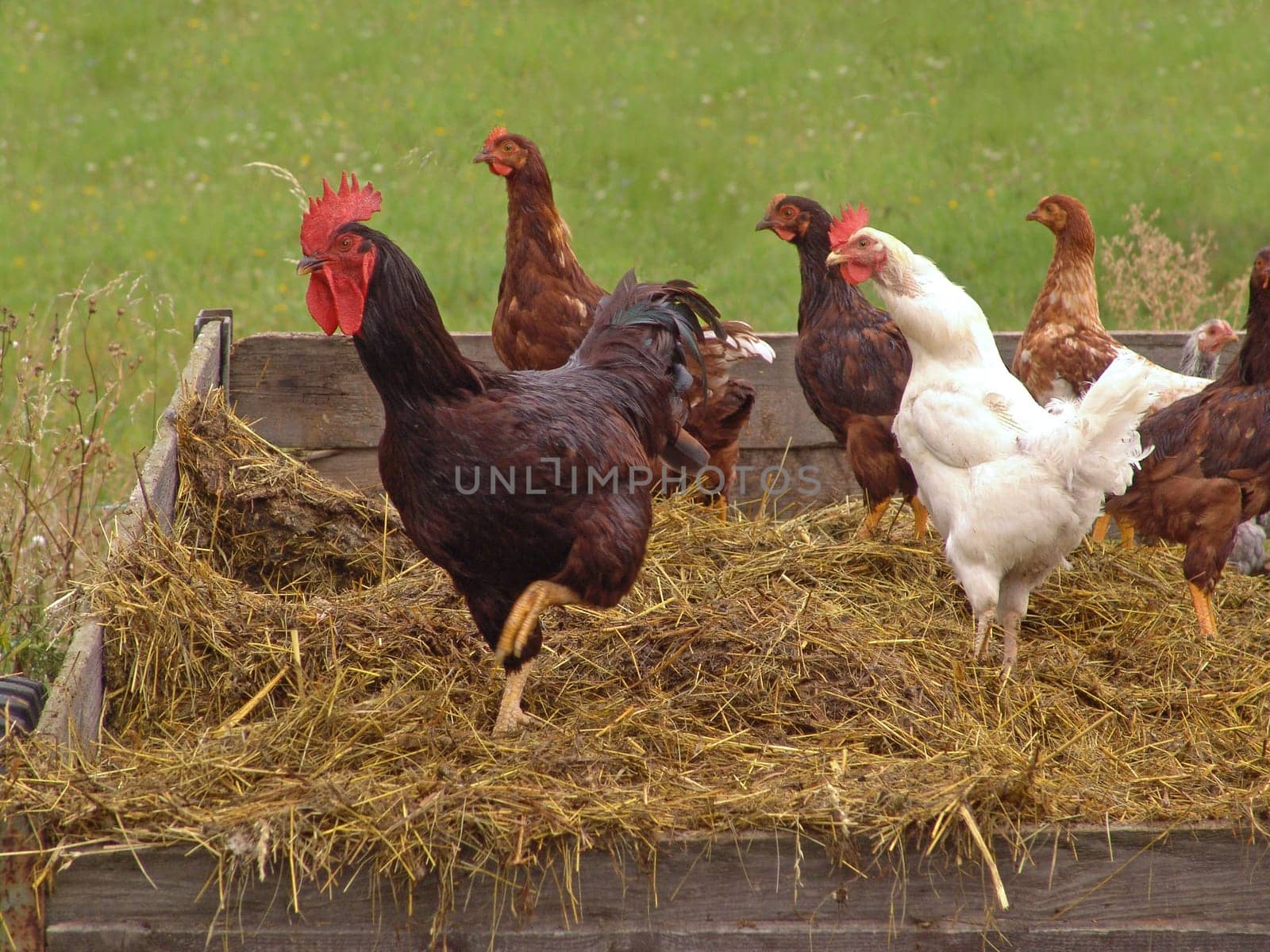 Chickens on dung carts