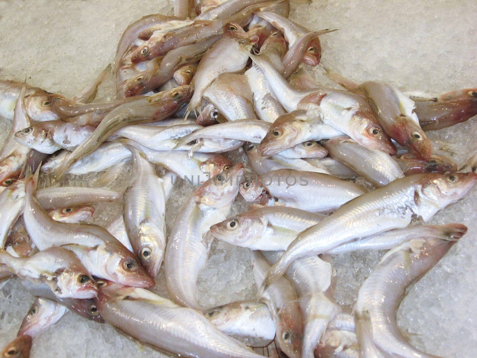 Fischli