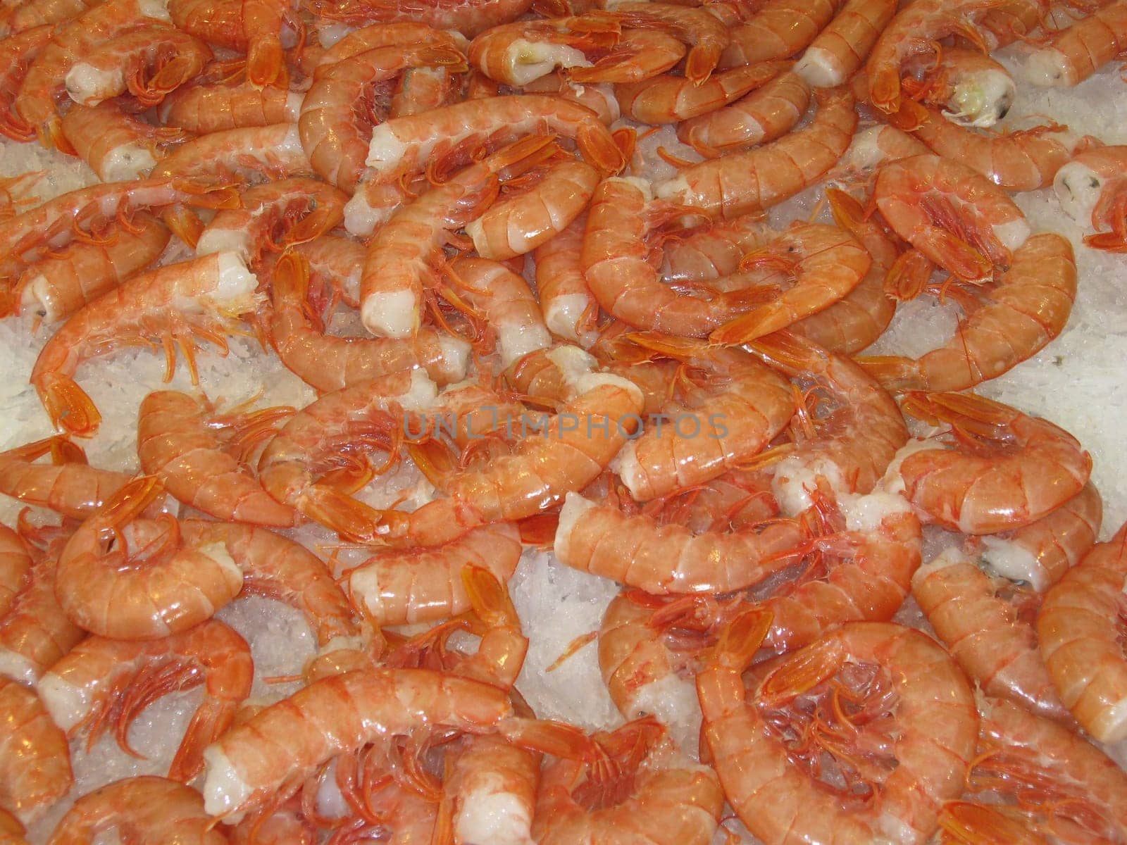 Scampi