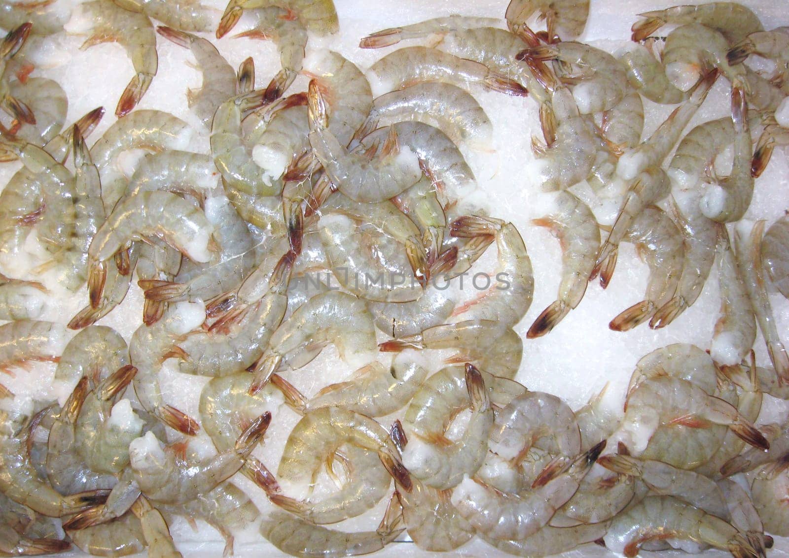 Scampi