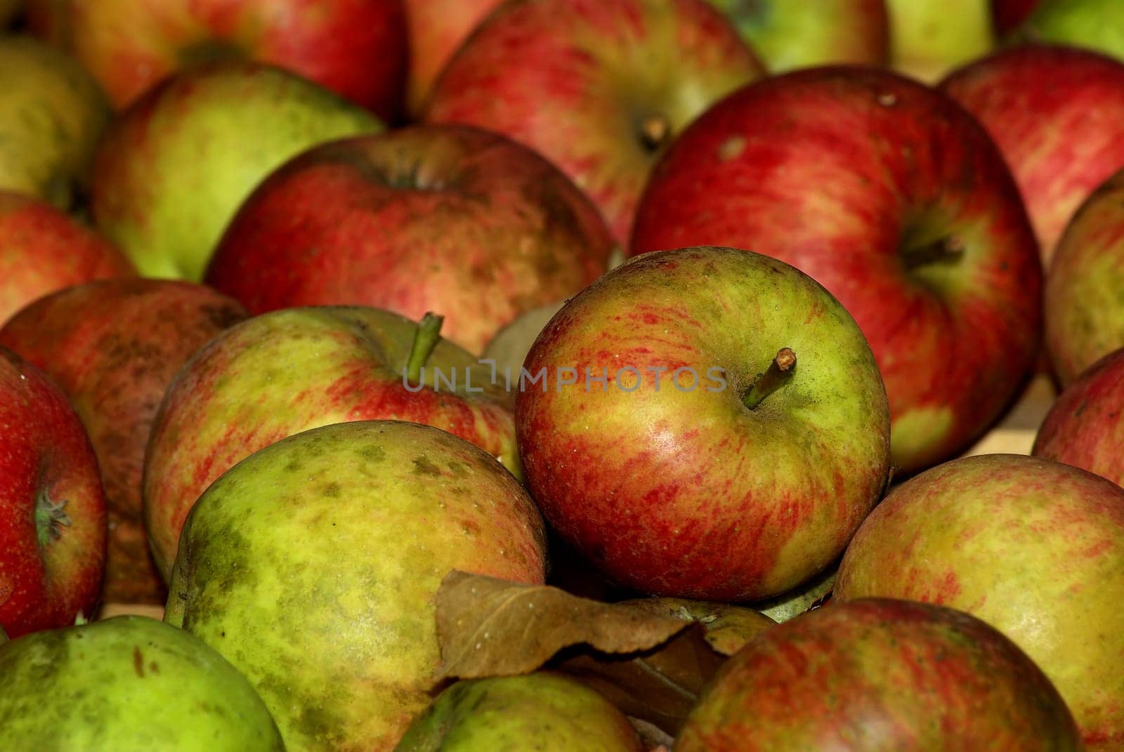 Apple Harvest