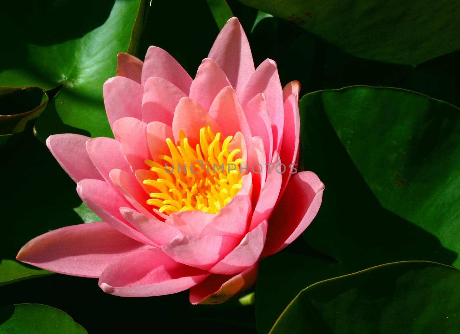 Water LiliesMagic