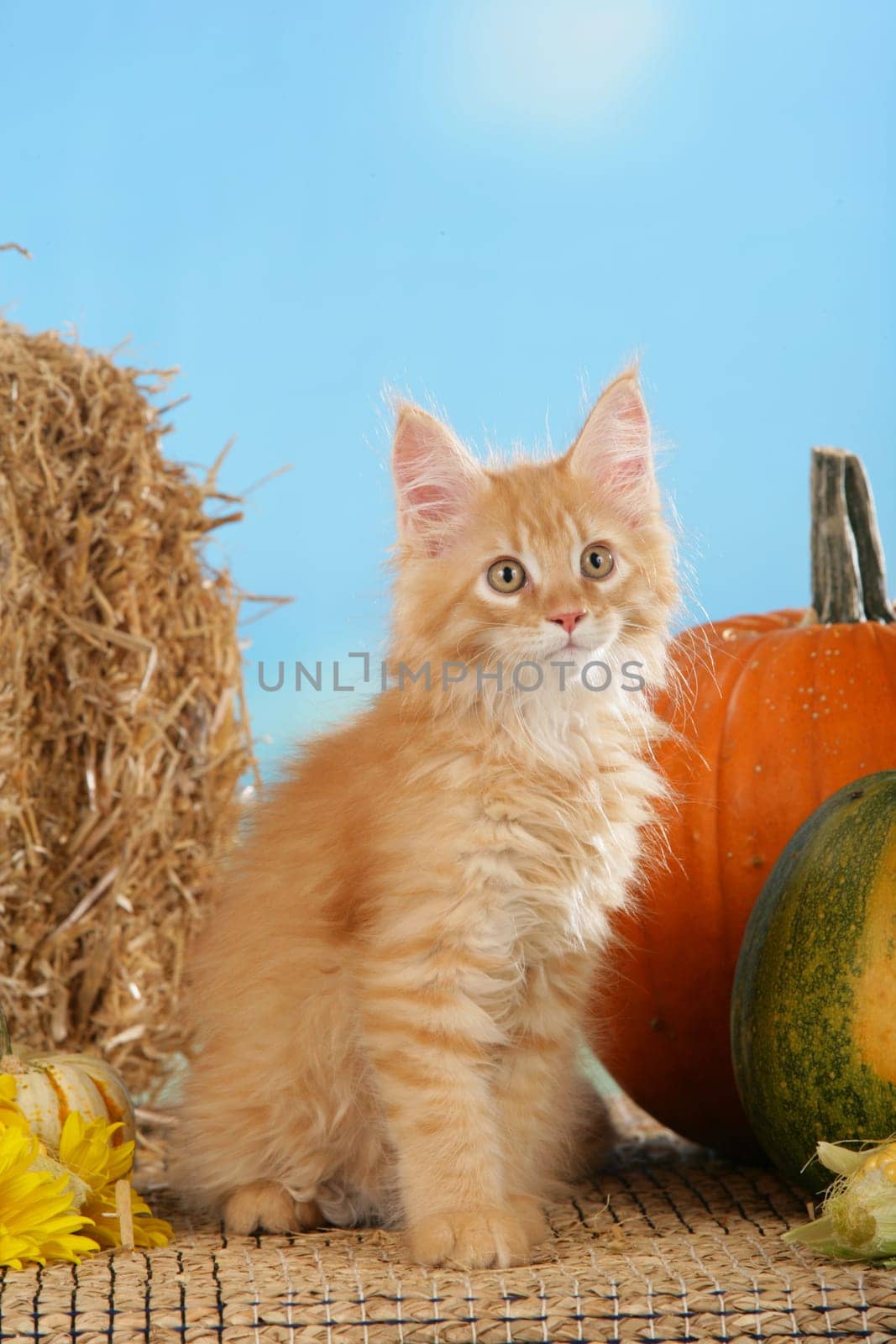 Red Maine Coon kitten in front of straw