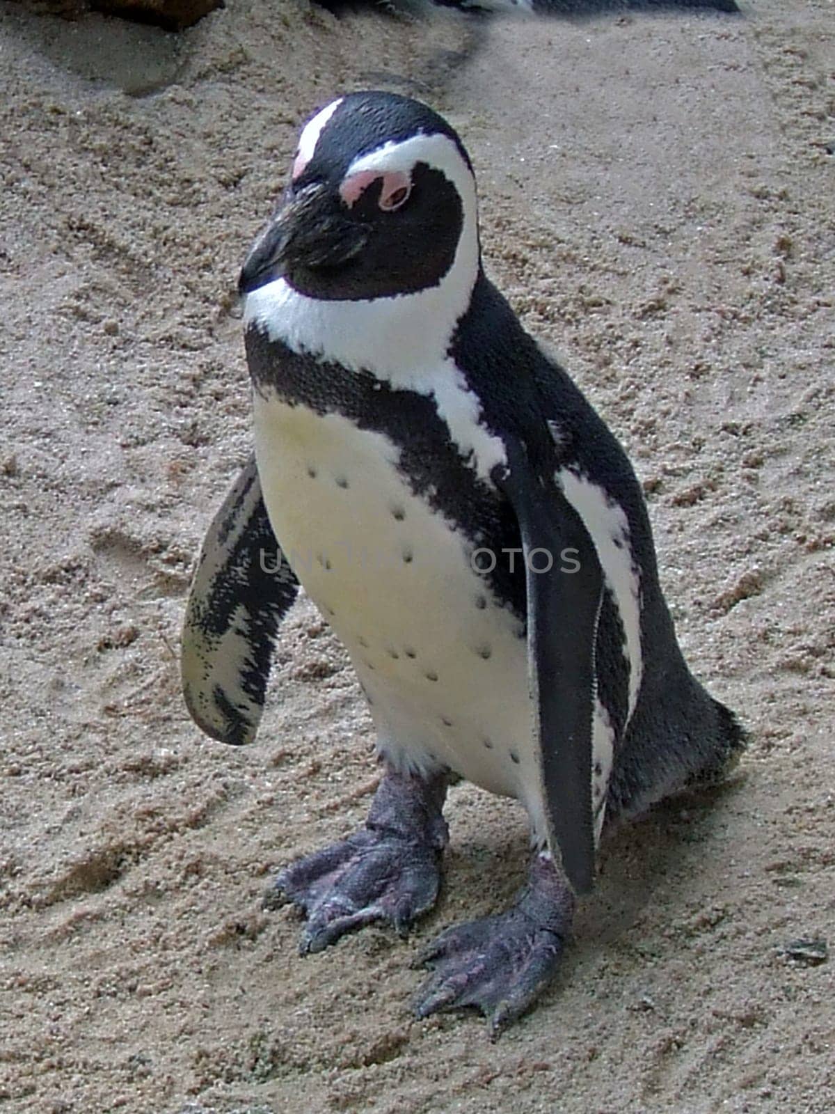 Jackass penguin