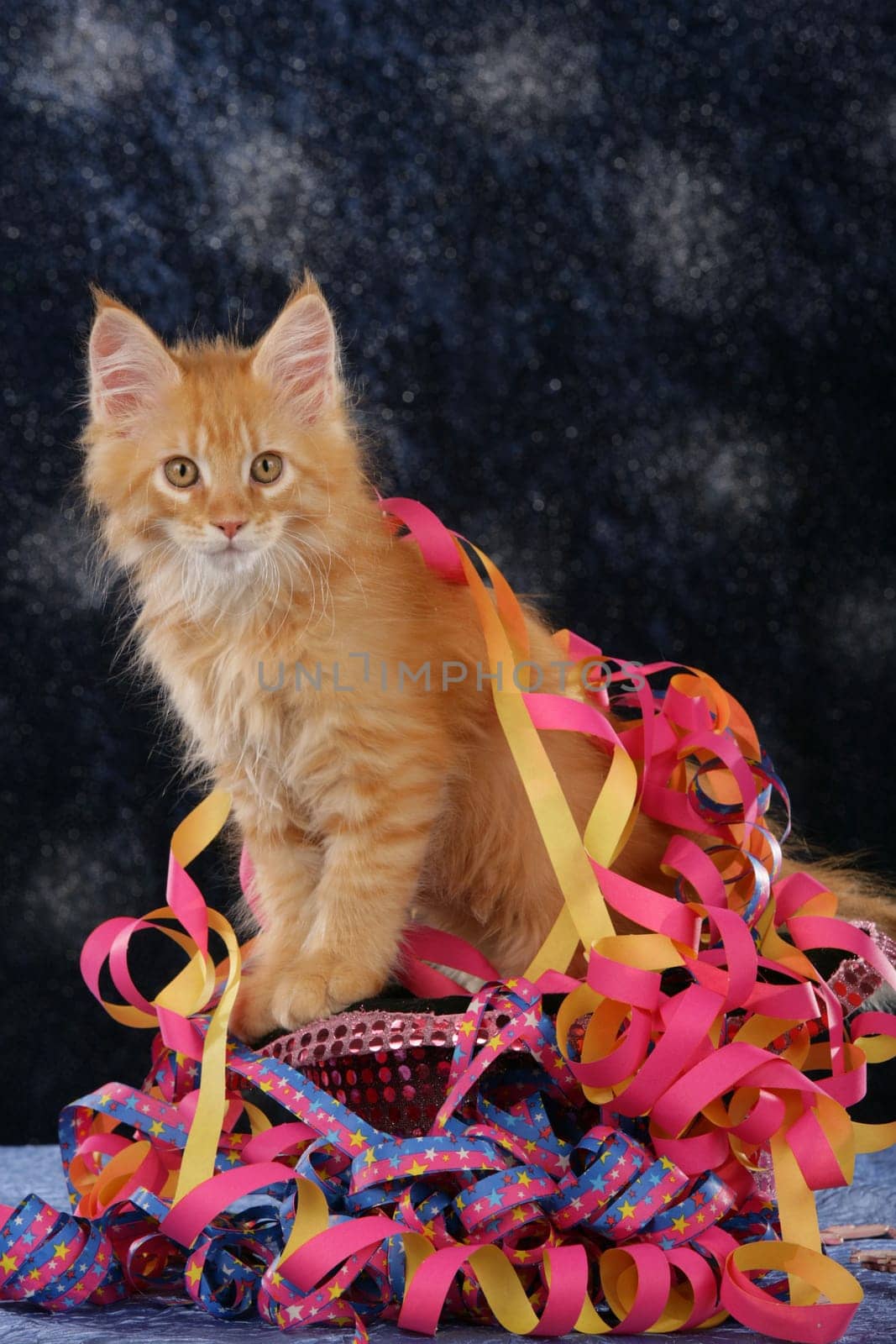 Red Maine Coon kitten on New Year's Eve