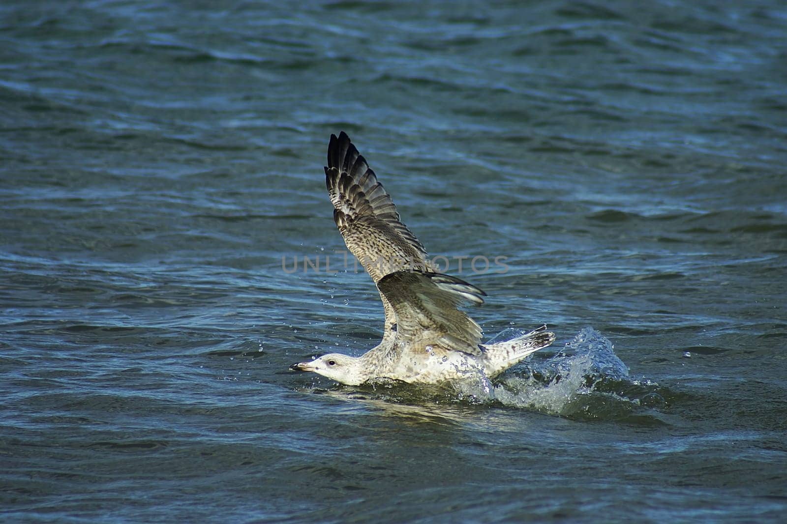 From the coloration,probably still a young herring gull,just landed on the water