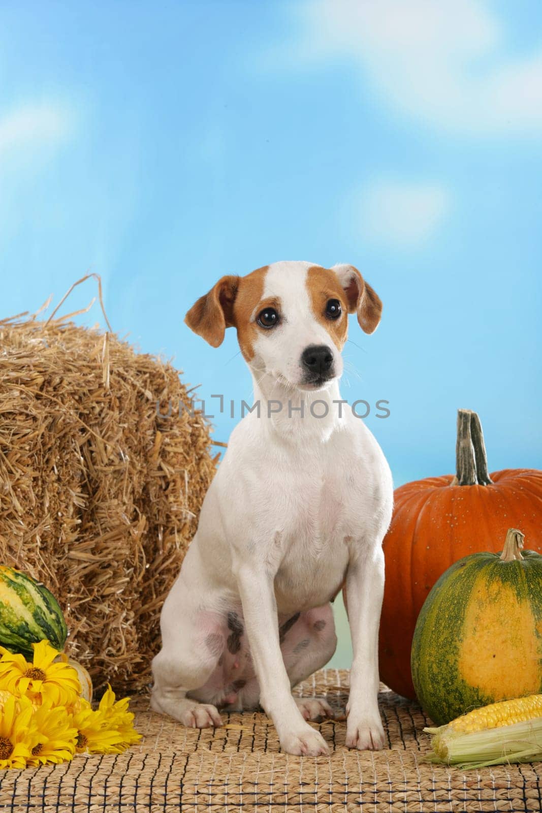 Jack Russell Terrier in front of straw