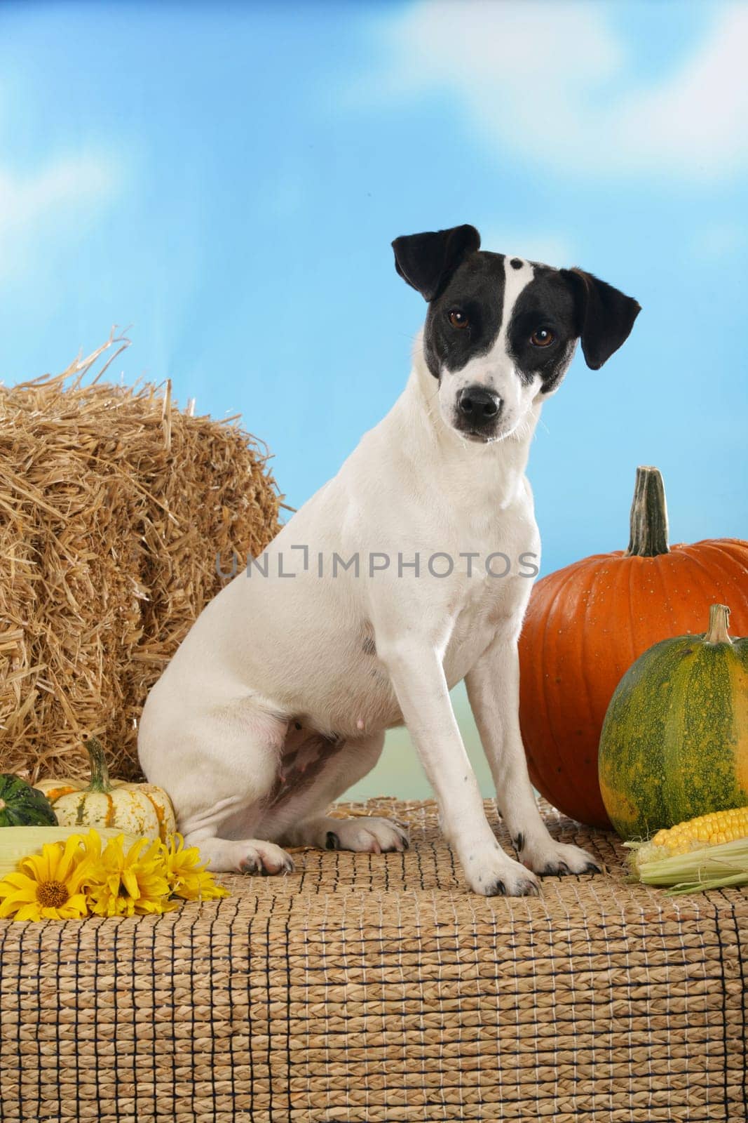 Jack Russell Terrier with Pumpkin