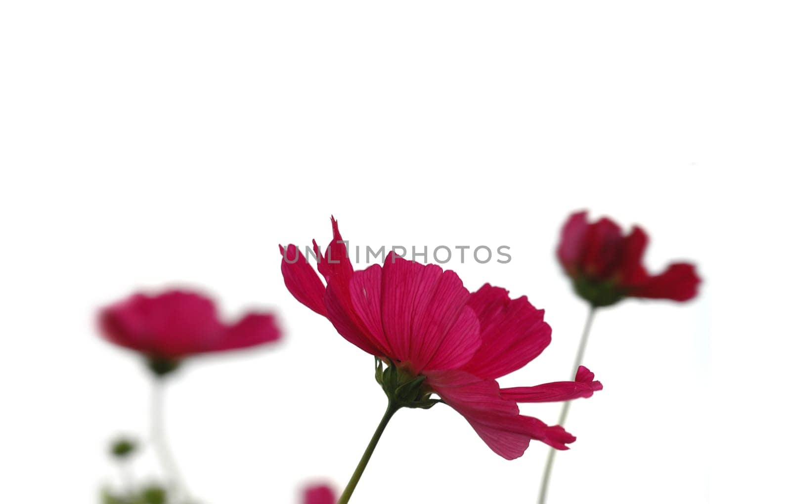 Cosmea 4