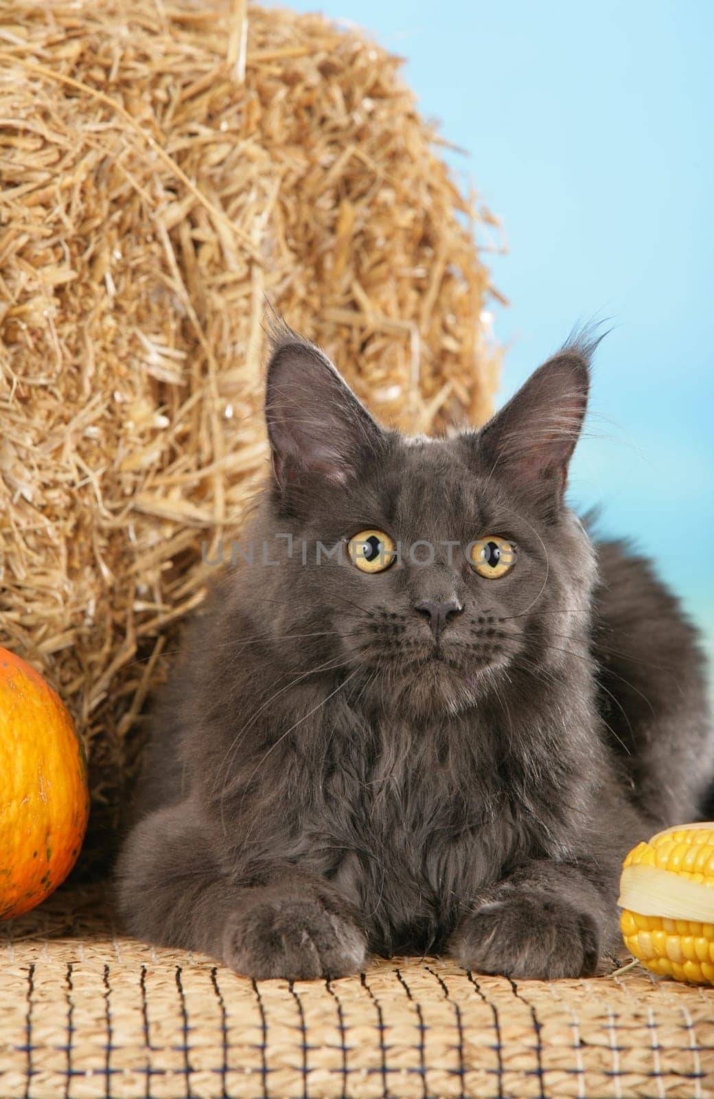 Gray Maine Coon Cat