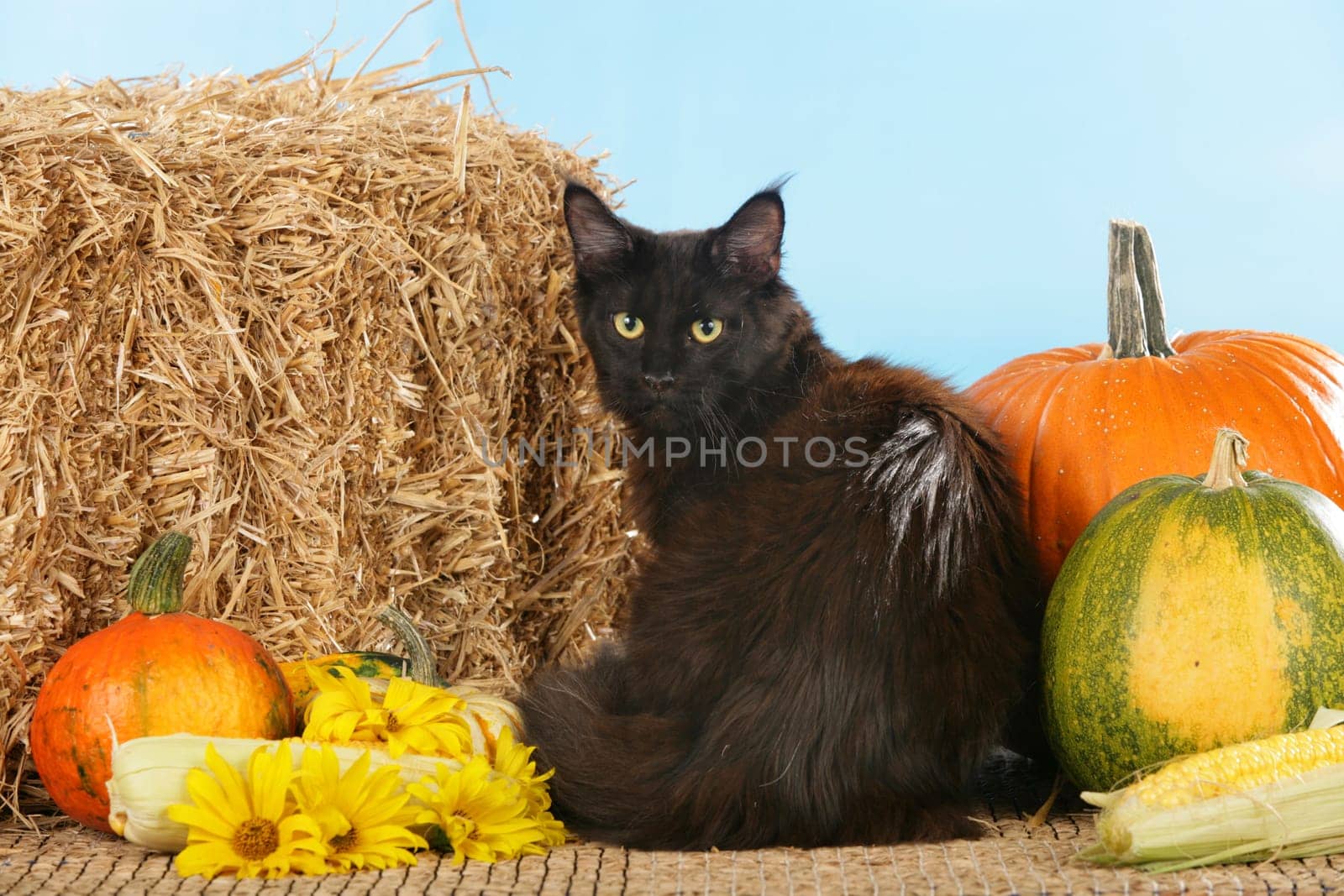 Black Maine Coon Cat in Front of Straw