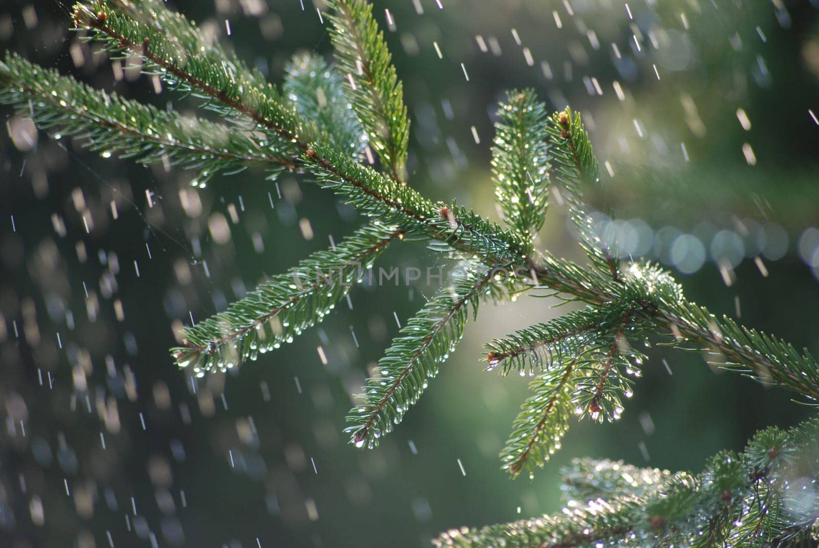 in the rain