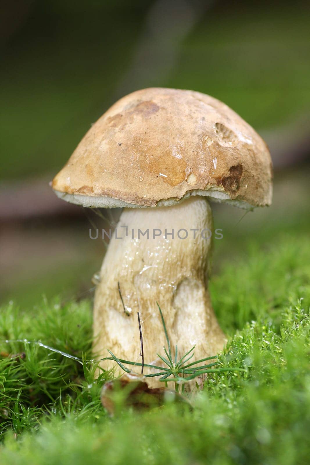 Bitter bolete