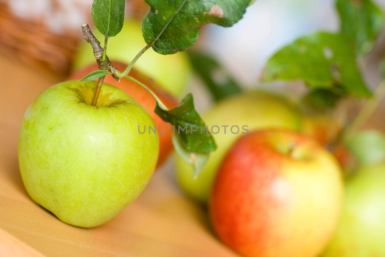 Apple Harvest