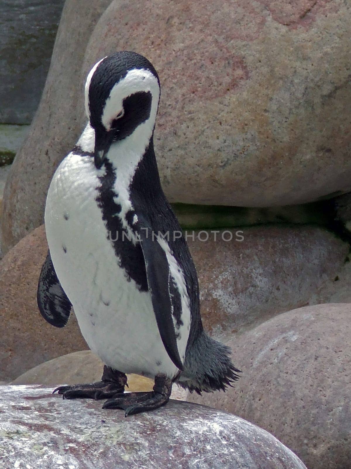 Jackass penguin
