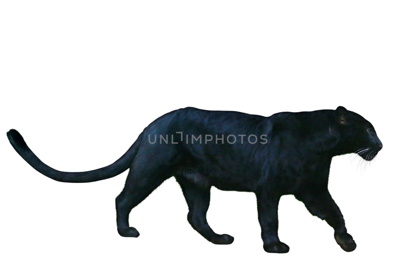 Black Panther free (1)