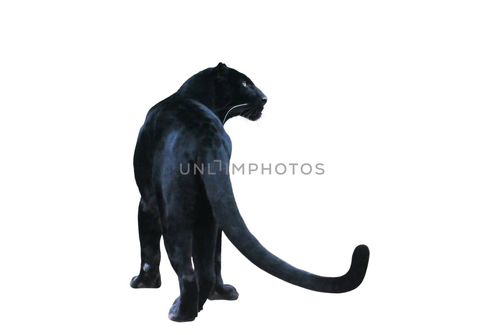 Black Panther Free (3)