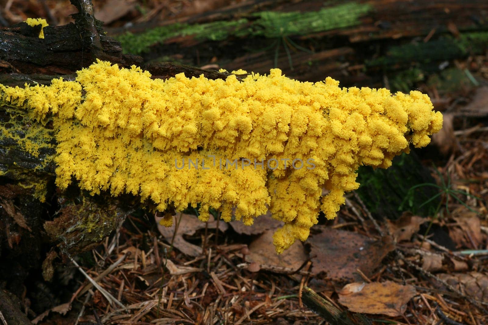 Slime mold