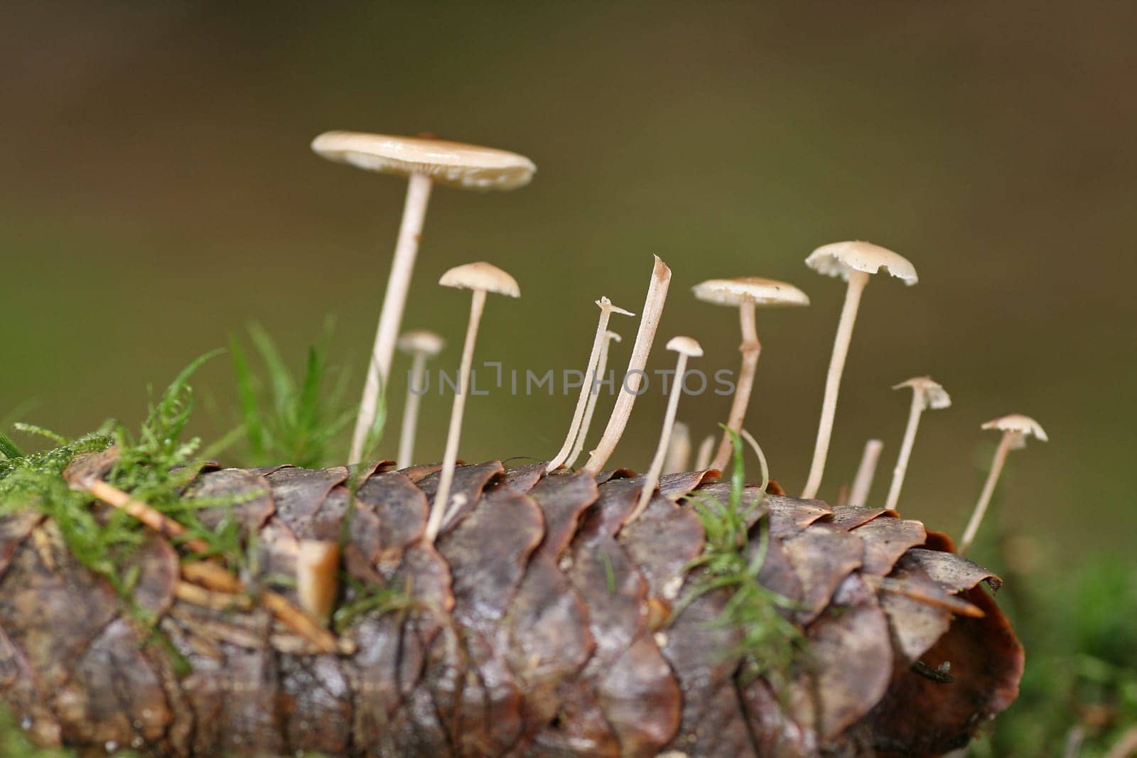 Mushrooms on spruce cones
