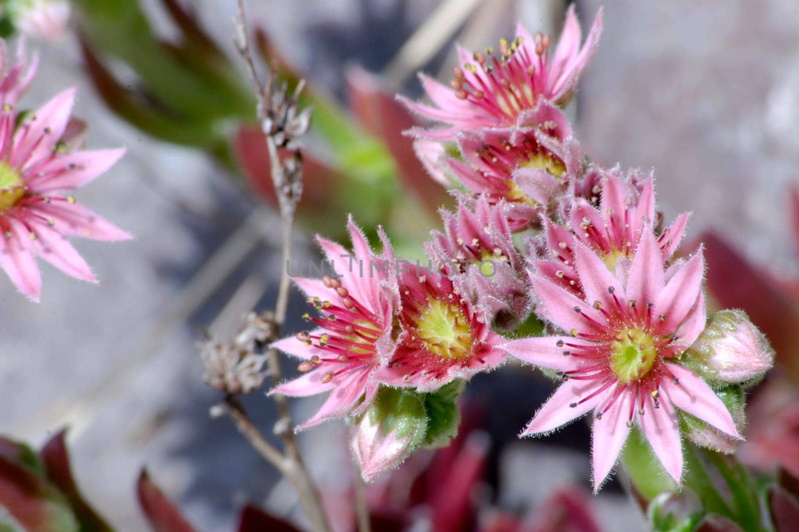 Sedum