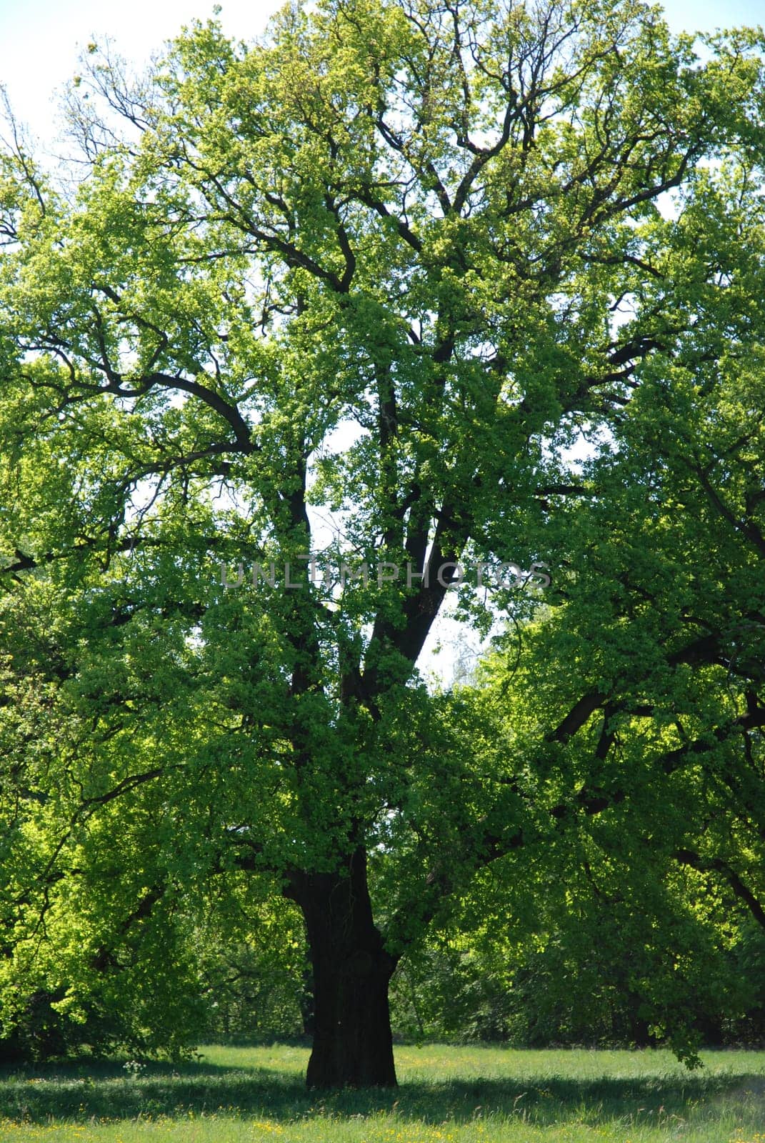 Deciduous tree