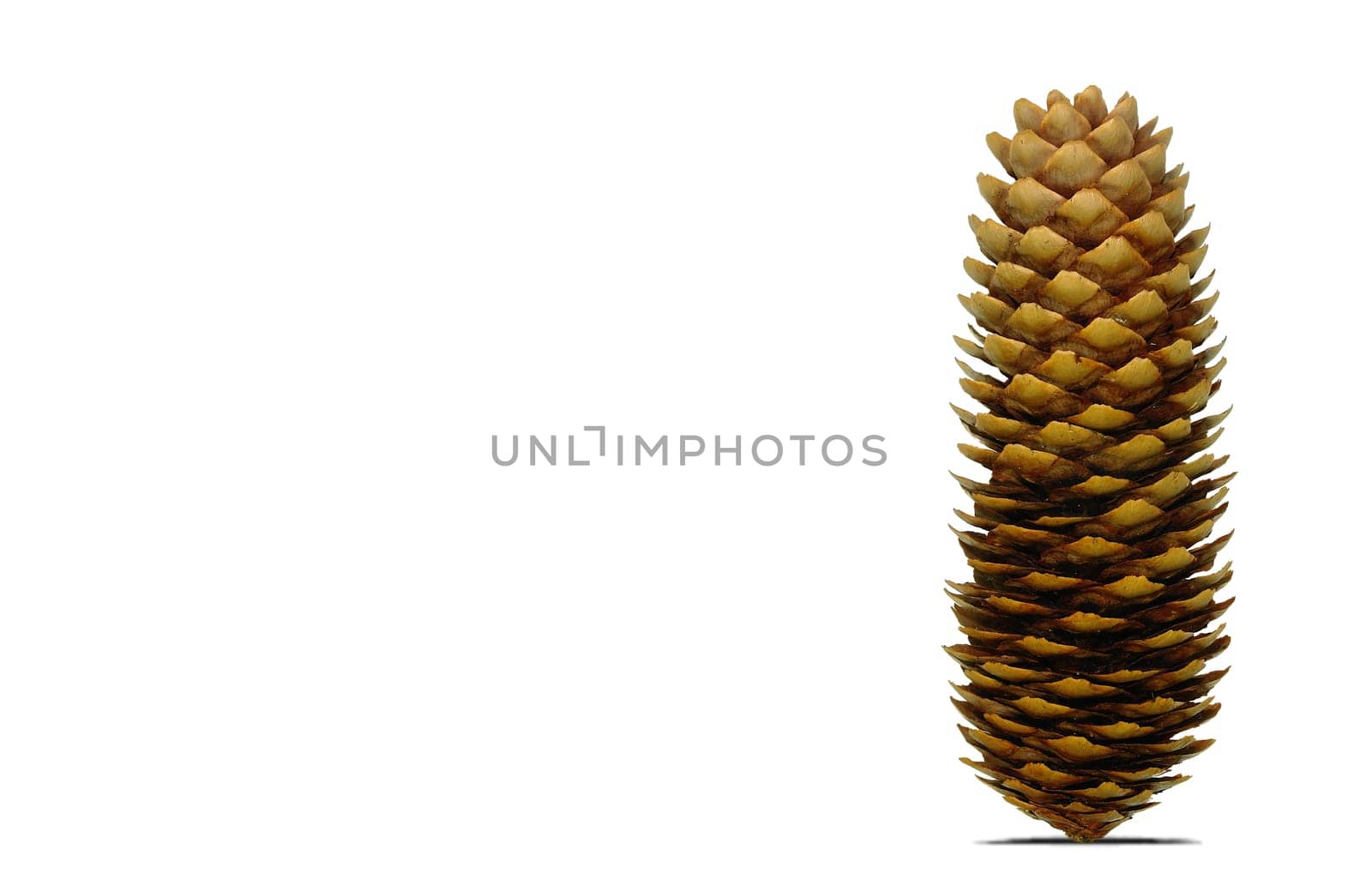 Fir cone