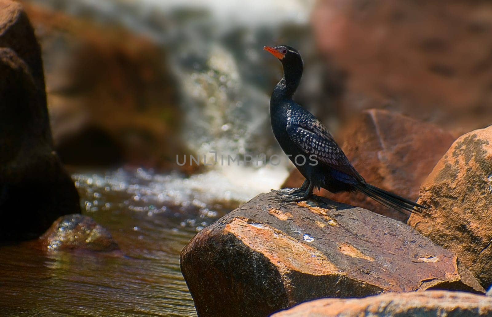 The Cormorant at the Waterfall