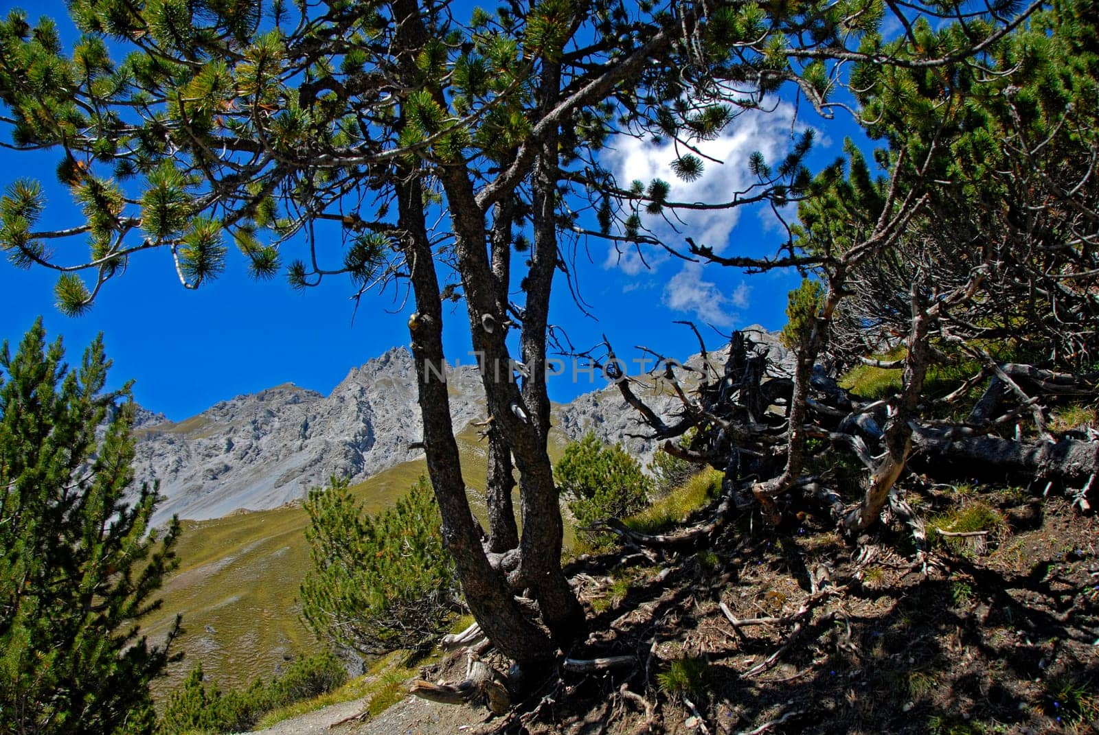 The Swiss National Park encompasses a particularly impressive piece of alpine landscape with a rich flora and fauna. In this habitat,nature is left to its unrestricted development,man is in the background and