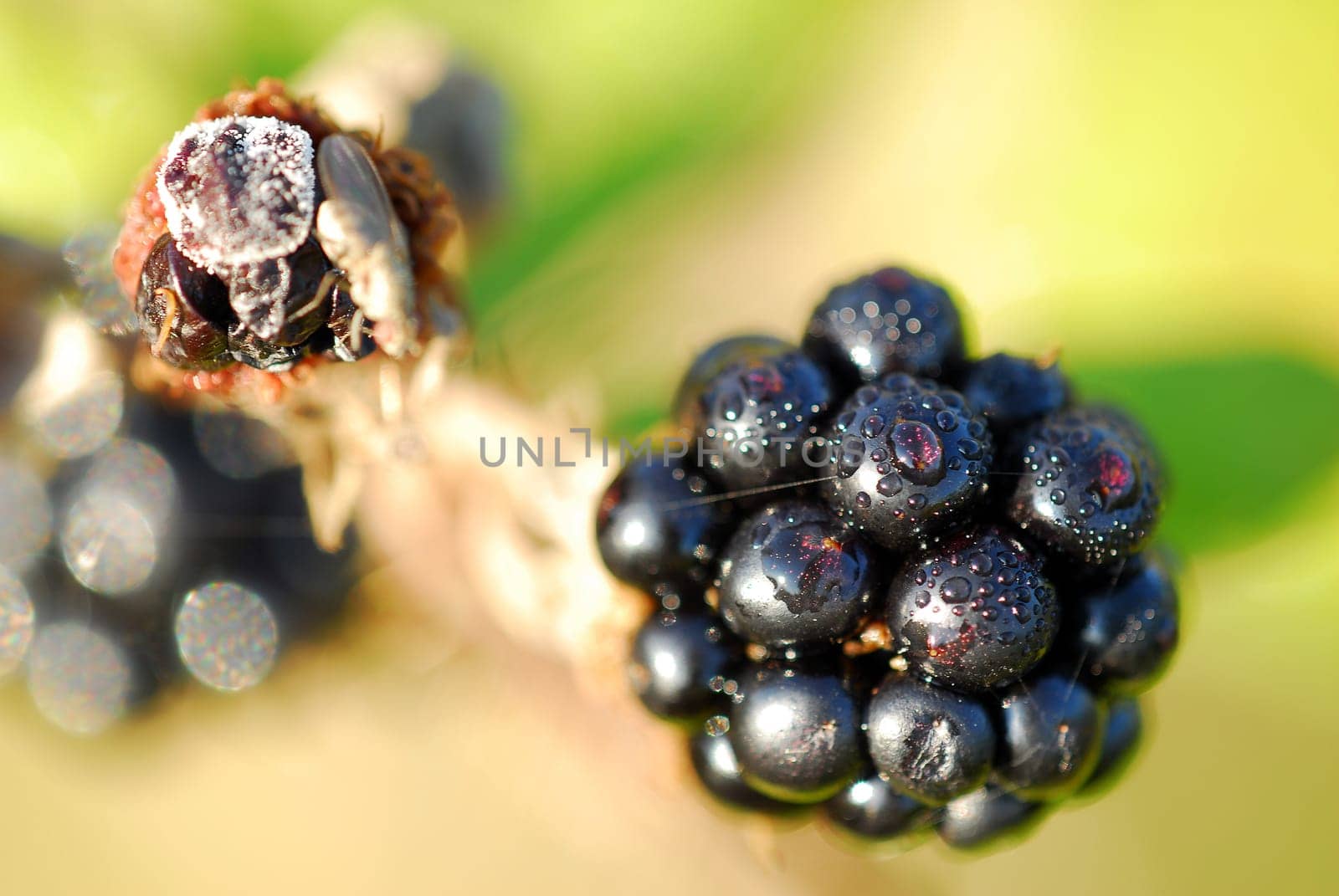 Blackberry