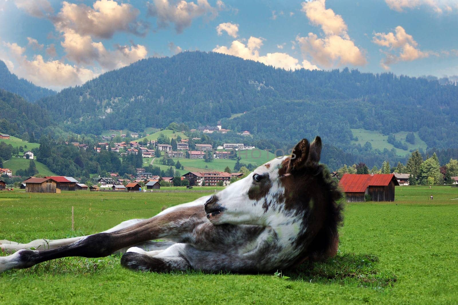 Horse and Landscape