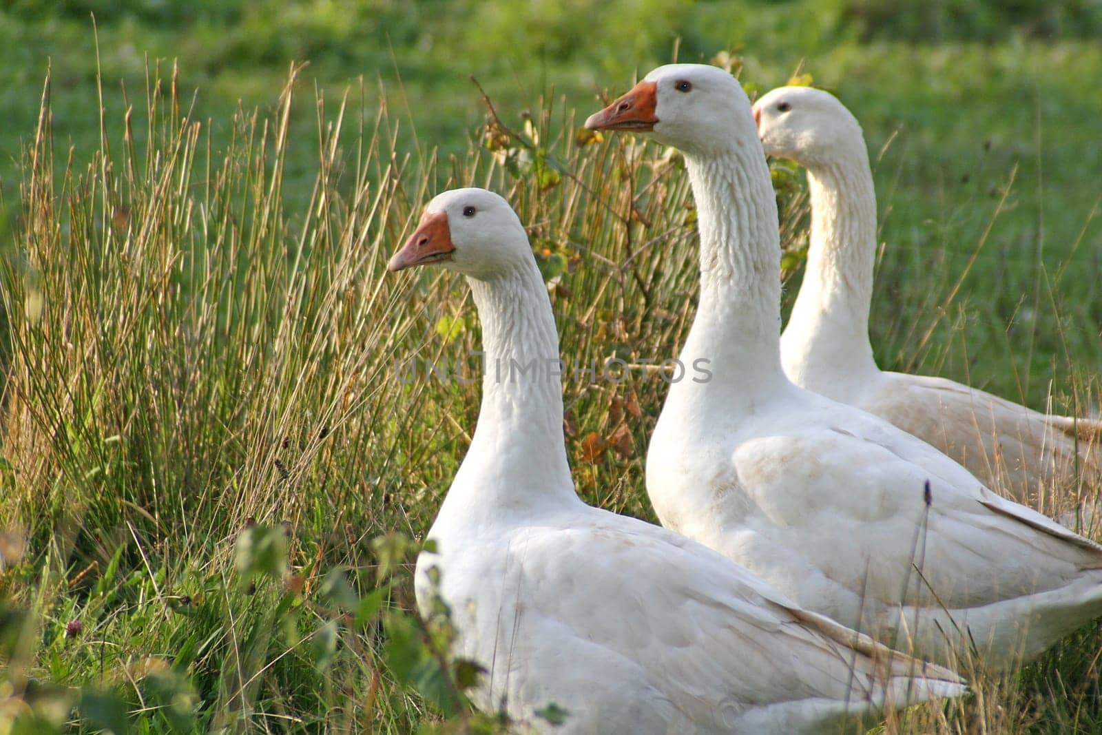 Domestic geese