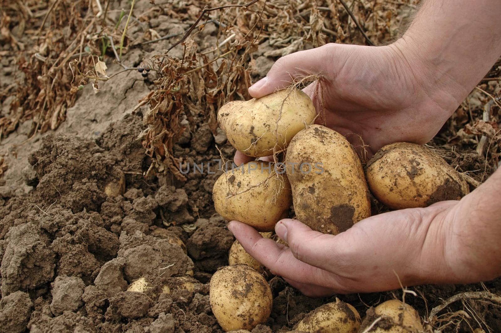 Fresh harvest