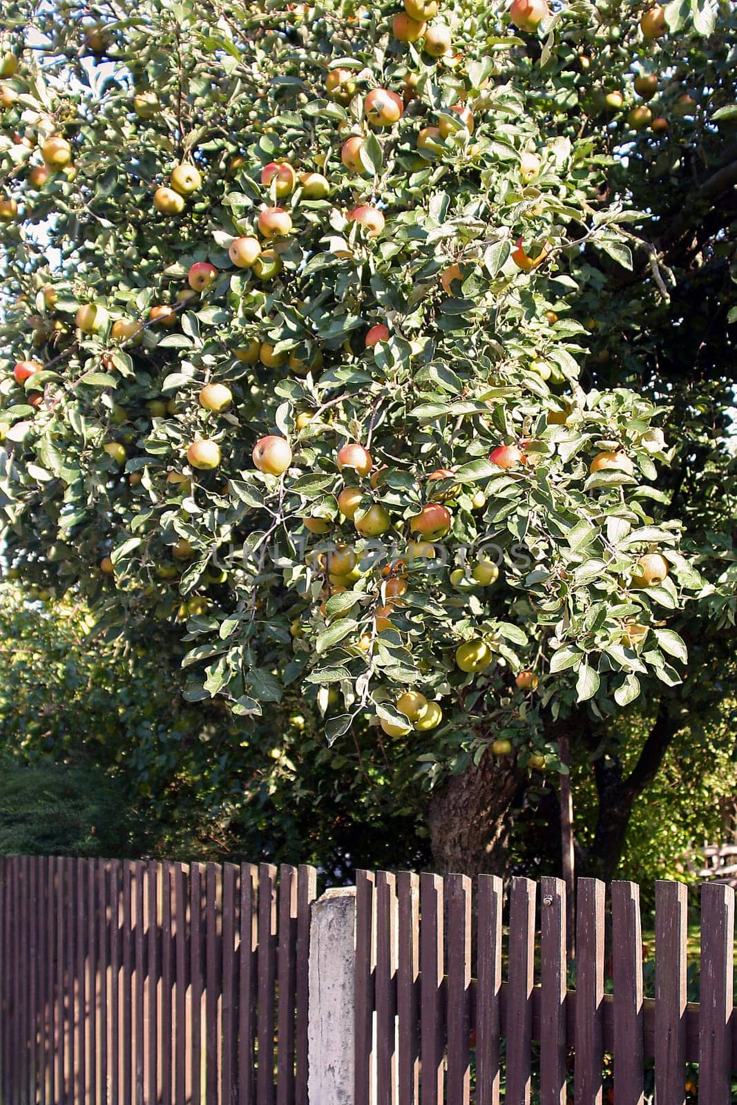 Apple tree