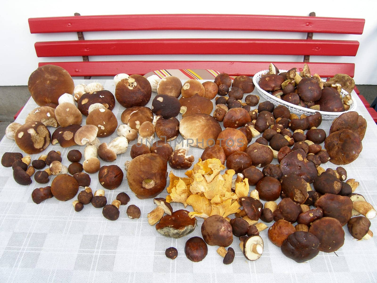 Fungi