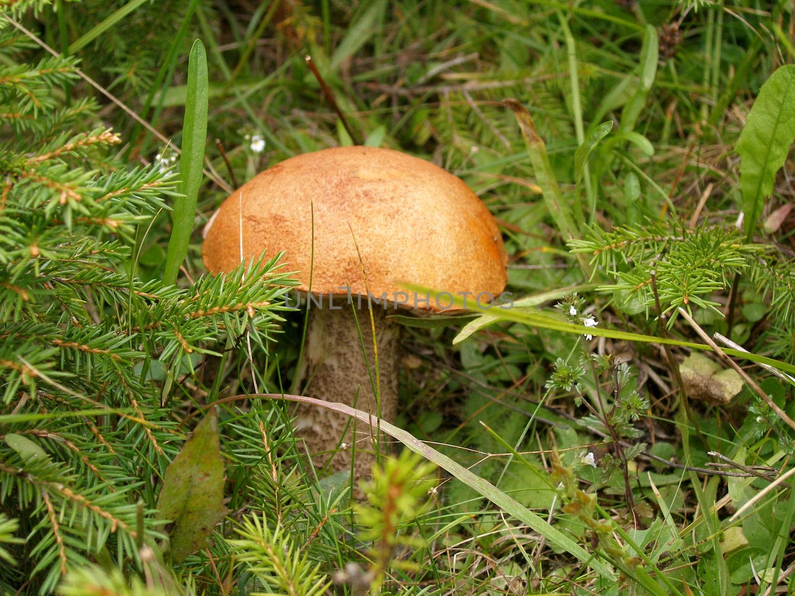 Red Cap