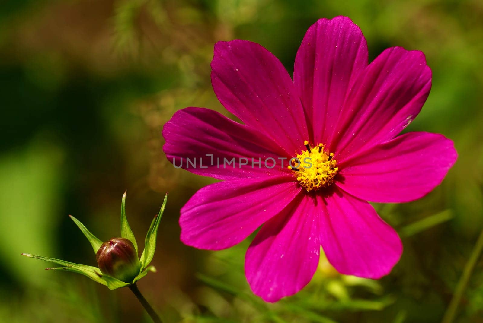 COSMEA
