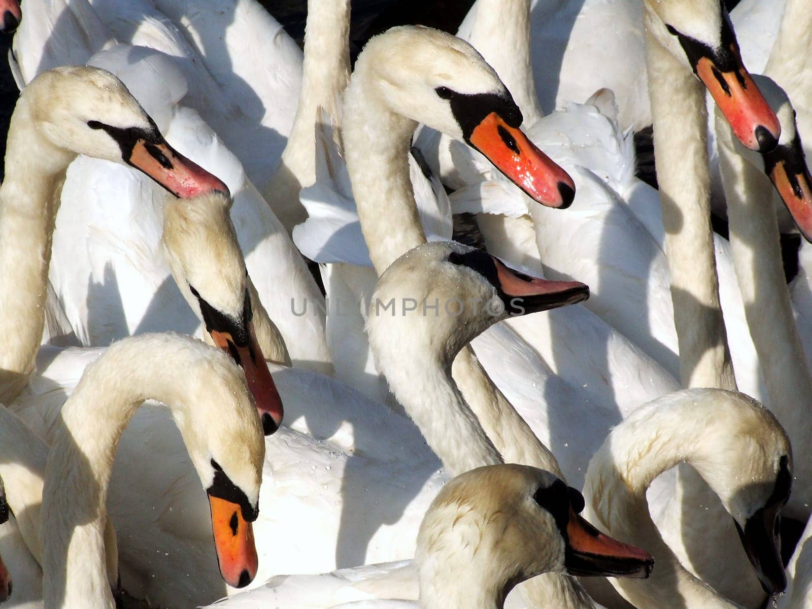 Swans