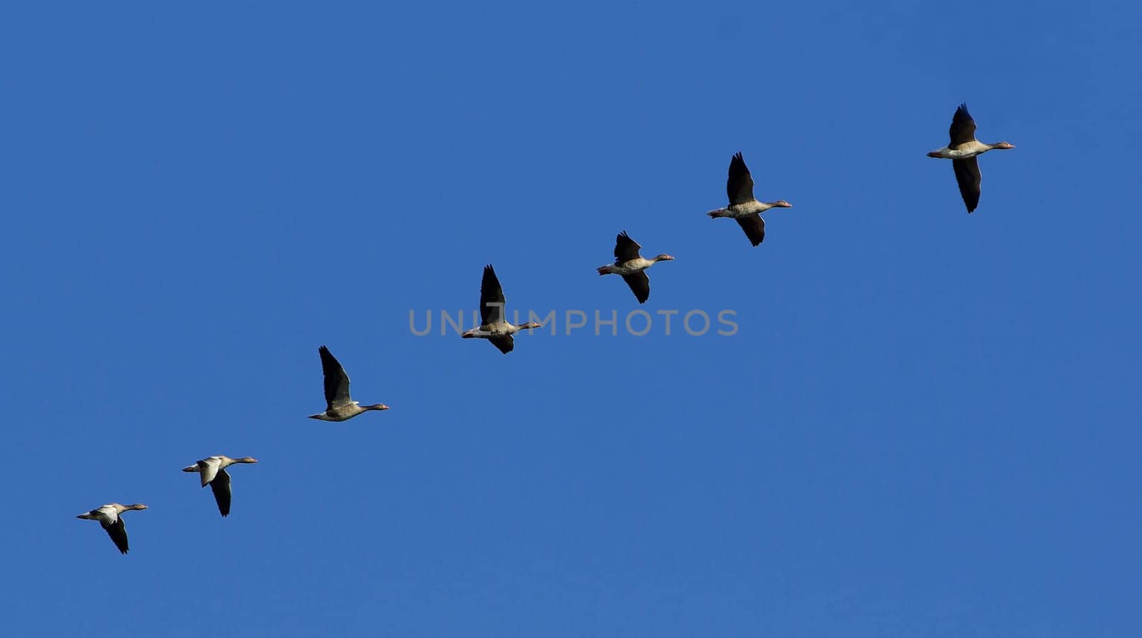 Formation