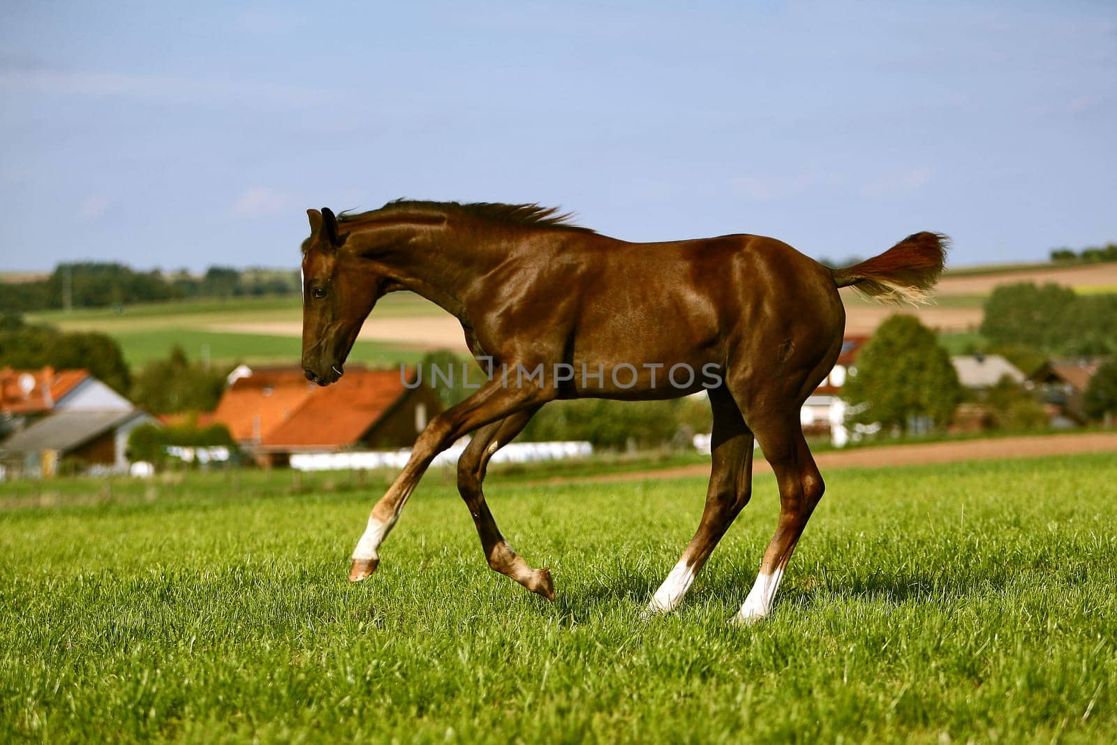 Filly