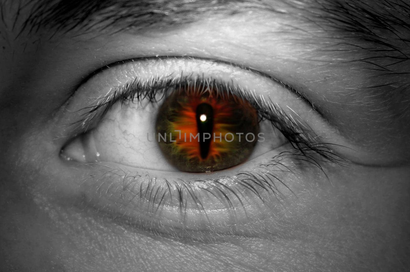 Eye