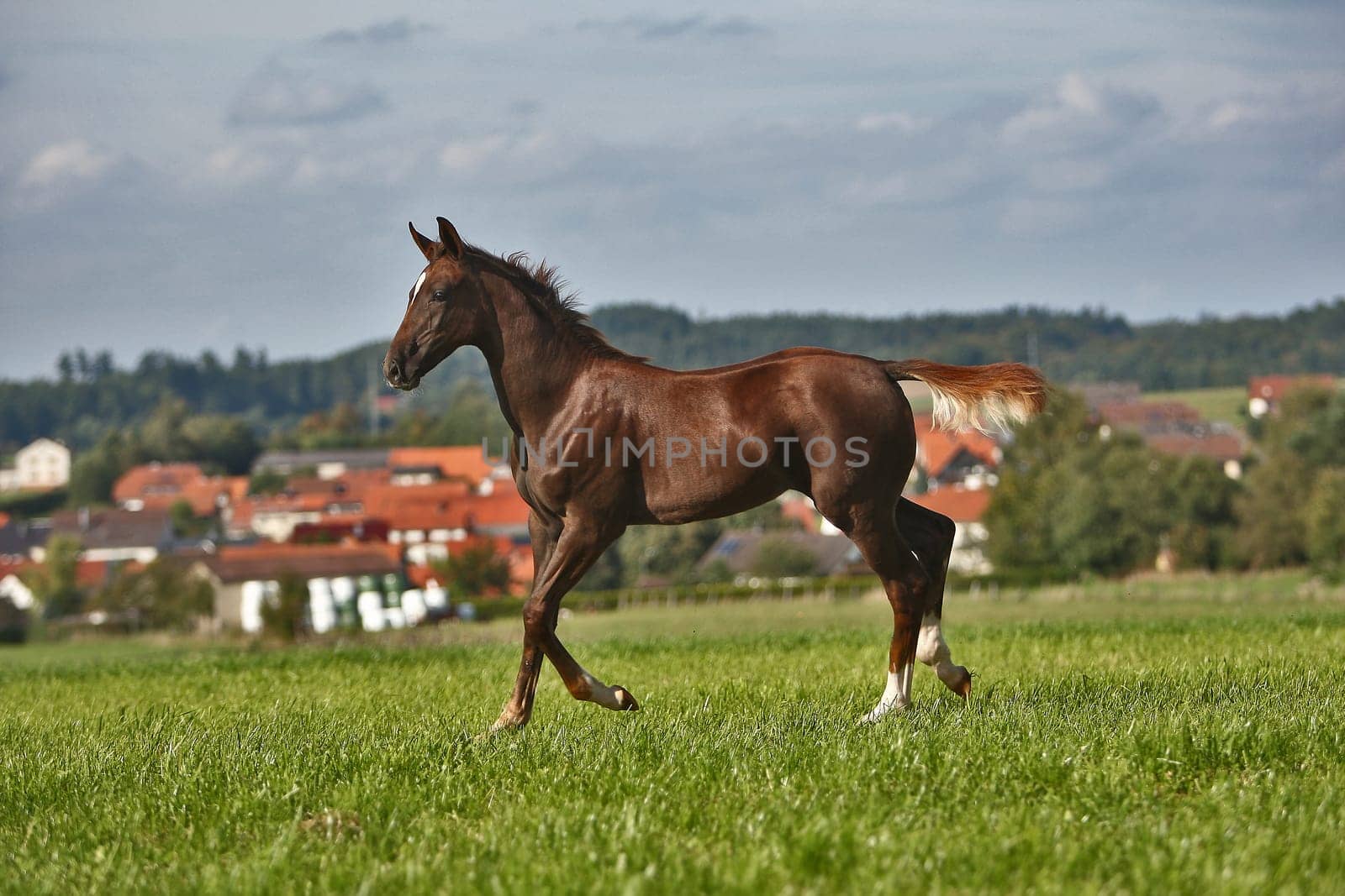 Filly