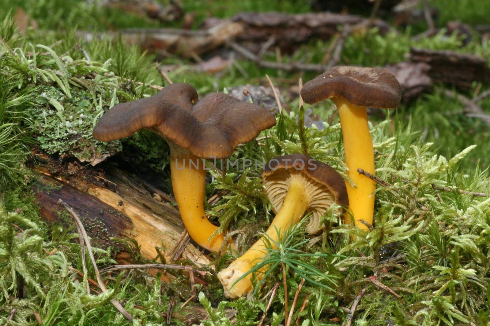 Trumpet chanterelles