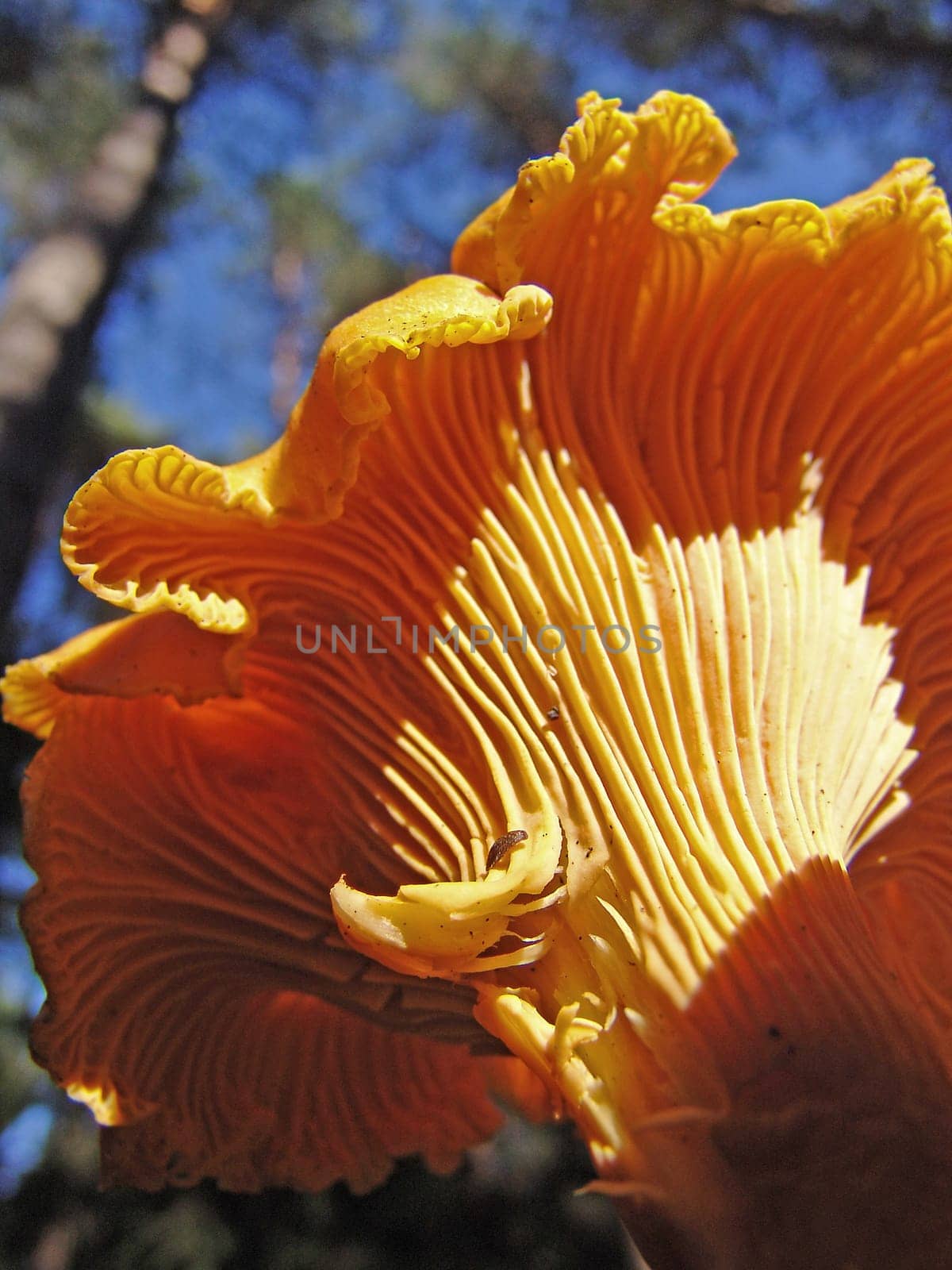 Chanterelle