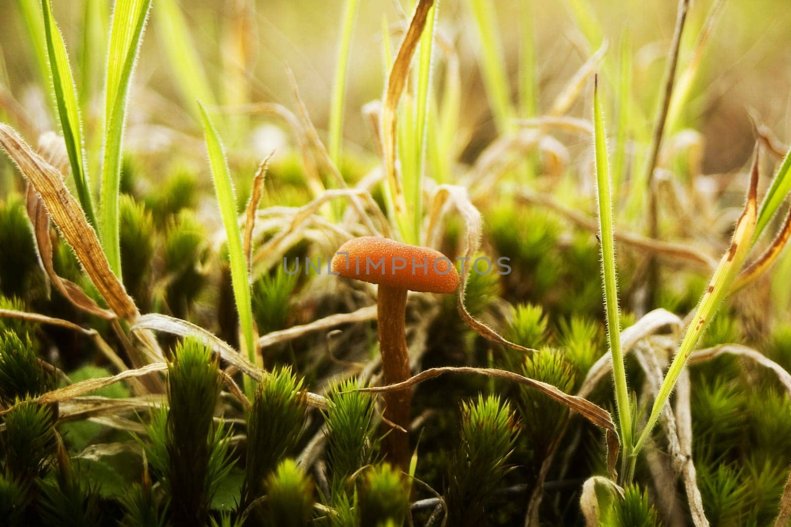 Mushroom,mushroom...