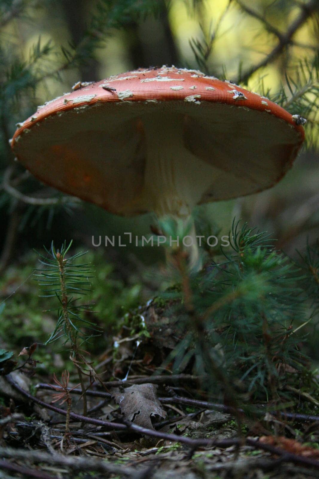In the fairytale forest
